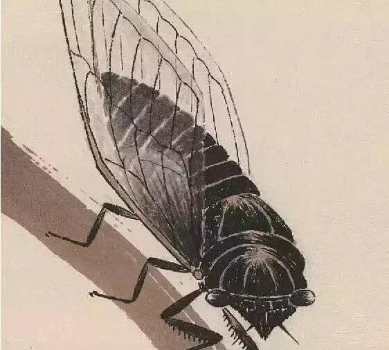 齐白石画的蝉局部图2