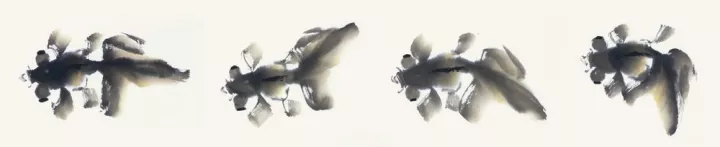 画家冯增木写意金鱼画法图9