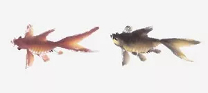 画家冯增木写意金鱼画法图32