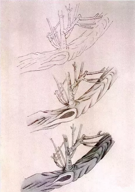 工笔梅花