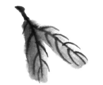 国画枇杷的画法2