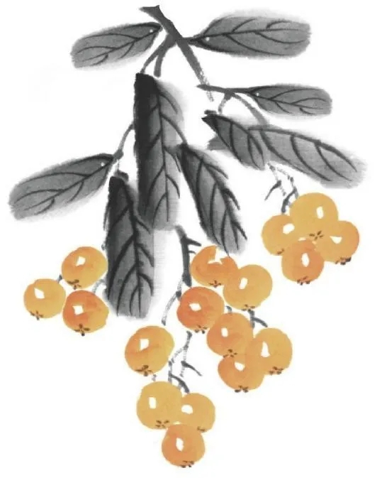 国画枇杷的画法3